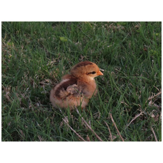 Baby Chick in Grass 20 oz Water Bottle