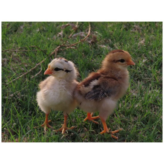 Baby Chicks in Grass 20 oz Water Bottle