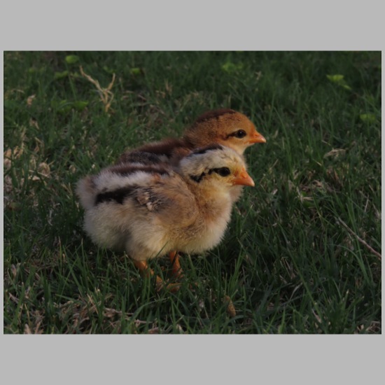 Baby Chicks in Grass 2 20 oz Water Bottle