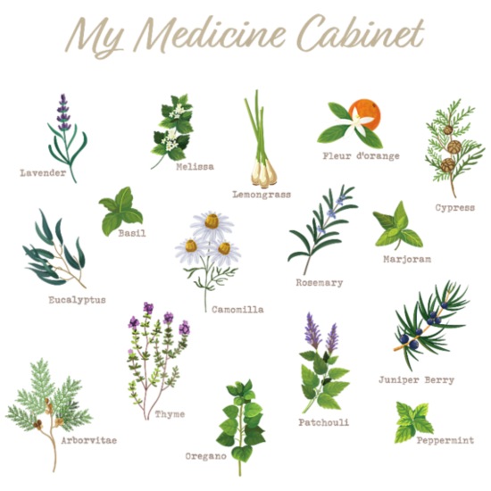 Medicine Cabinet Plants Medicinal Herbs Bella + Canvas Women's Long Sleeve T-Shirt
